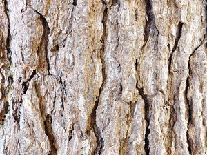 tree trunk texture