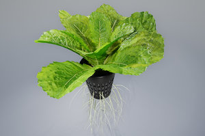 3D lettuce pot model