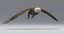 3D american bald eagle animations