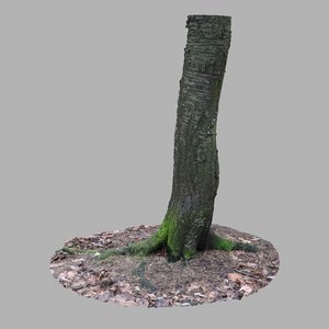 tree trunk 3D model