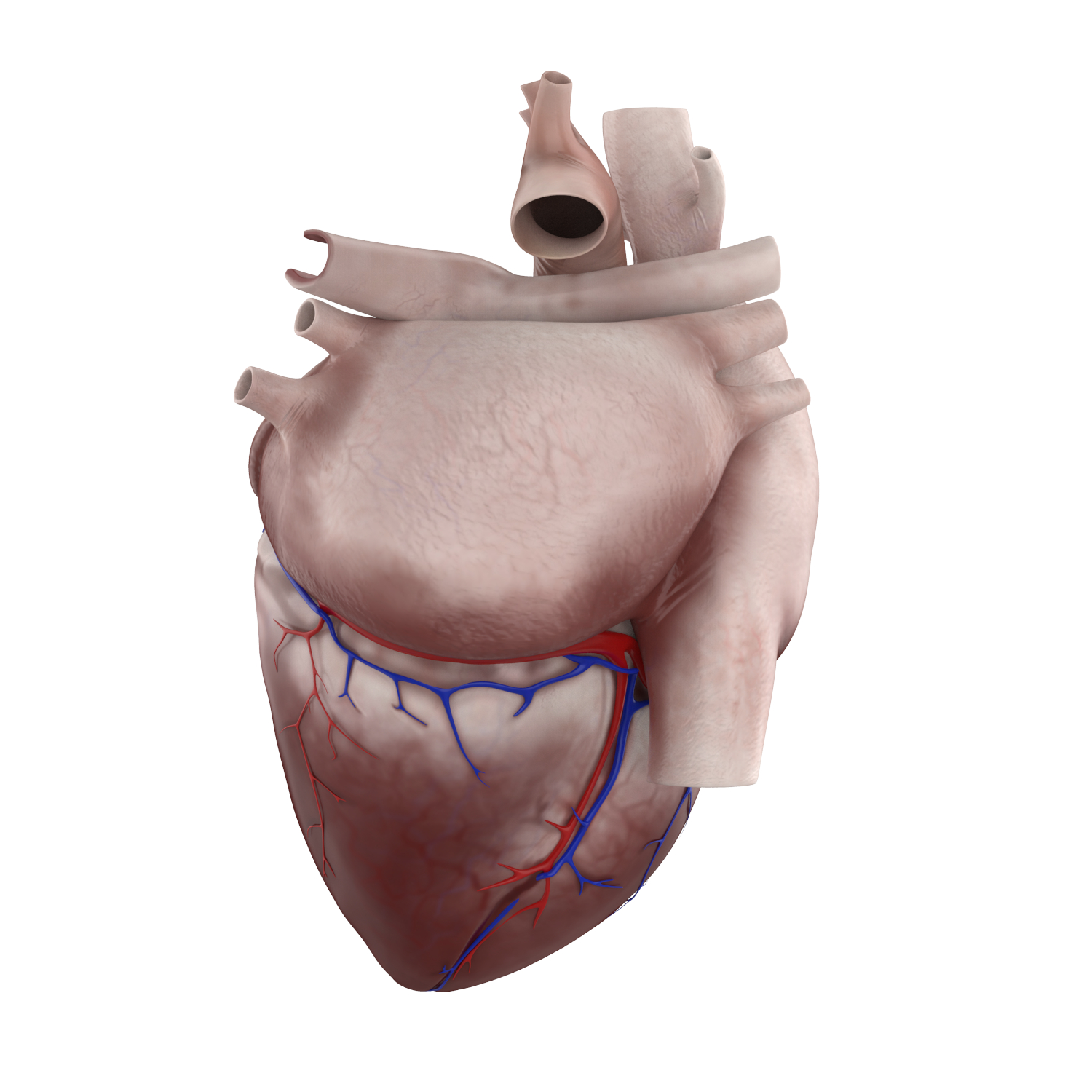 human heart 3d drawing