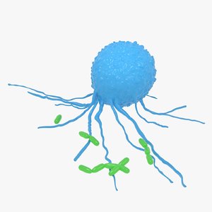 leukocyte attack 3D model
