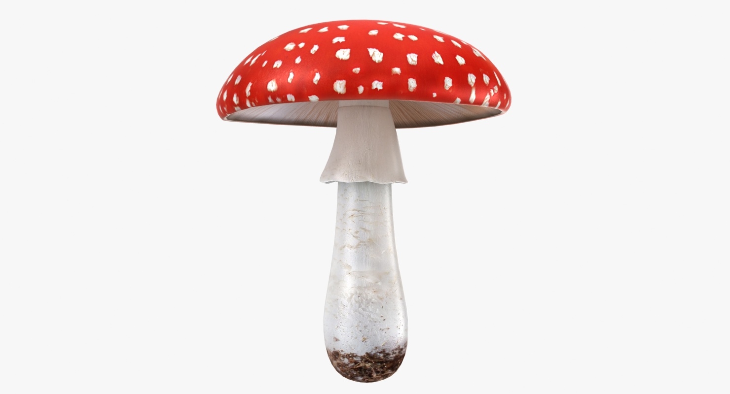 realistic mushrooms amanita 01 3D model.