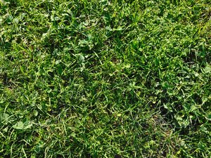 texture of plants