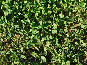 texture of plants