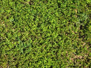texture of plants