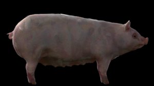 farm pig 3D model