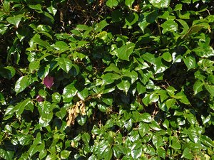 texture of leaves