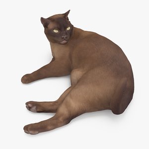 3D cat abyssinian model