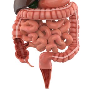 3D model human digestive
