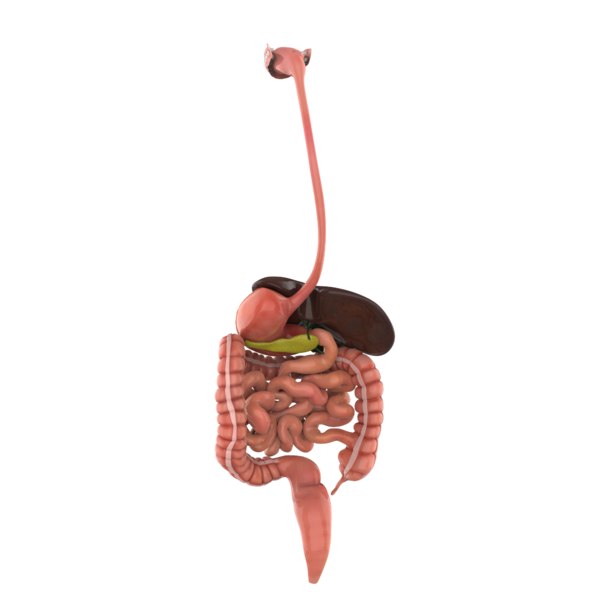 3D model human digestive - TurboSquid 1365987