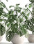 3D monstera plants exotic model