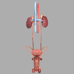 male genito-urinary tract 3D model