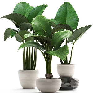 3D home plants exotic alocasia model