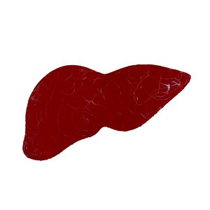 3D render human liver