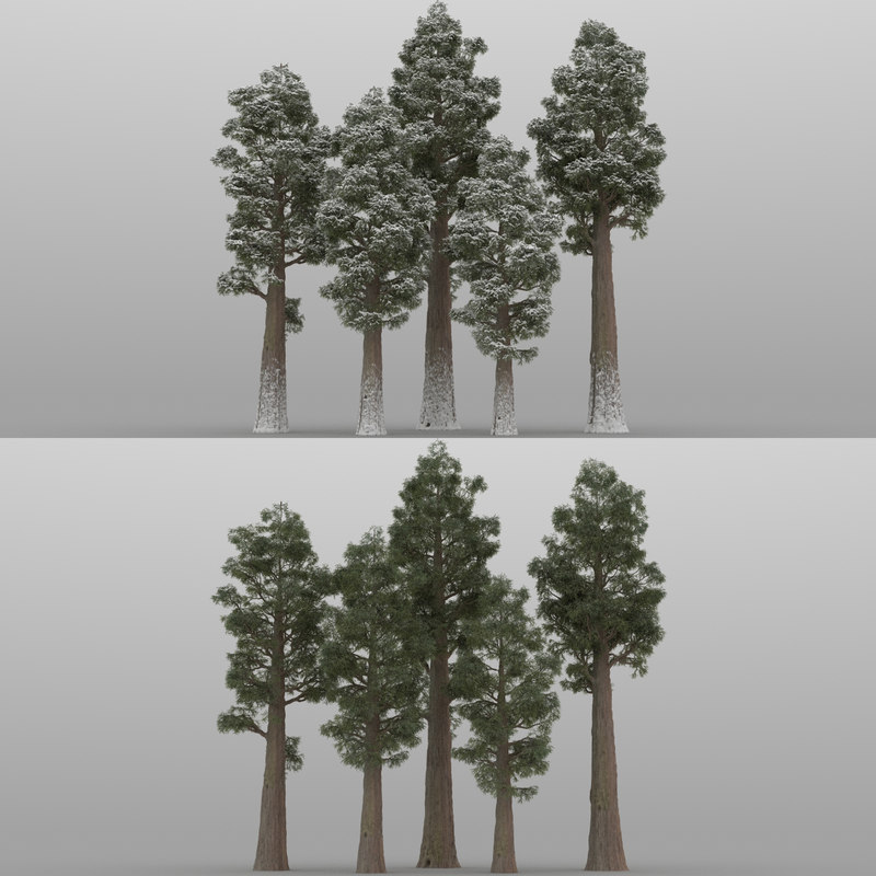 5 sequoia trees 3D model - TurboSquid 1151548