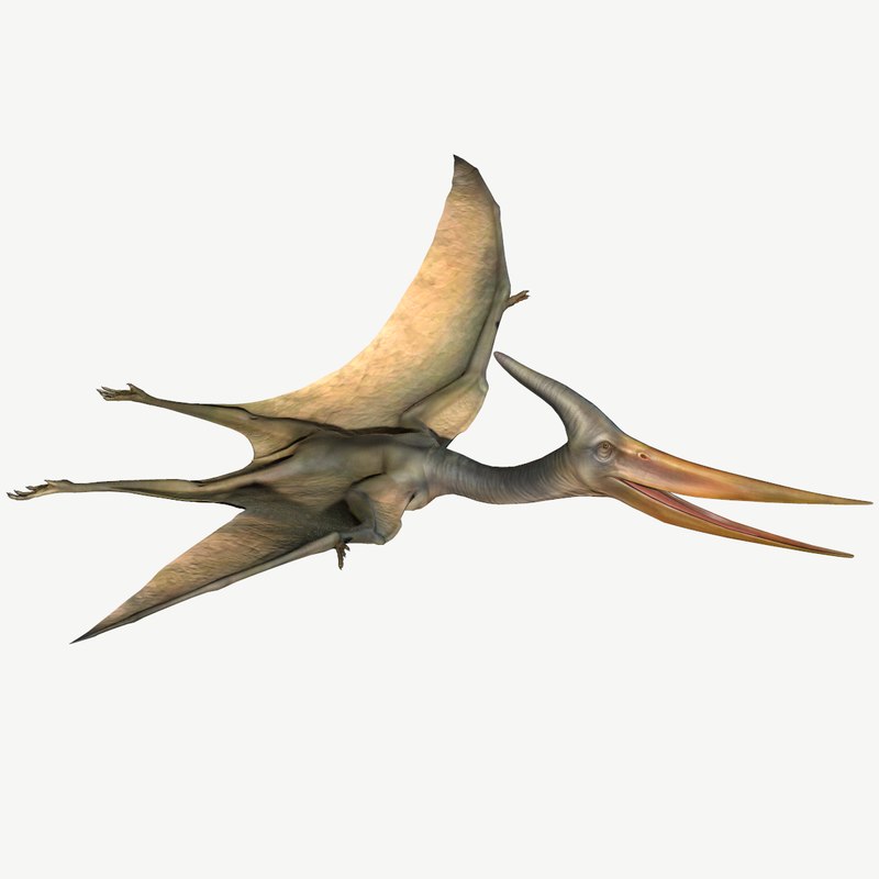 Pteranodon 3D model - TurboSquid 1366491