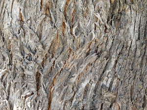 wood texture