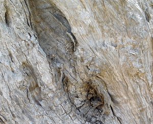 tree trunk texture