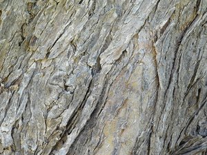 tree trunk texture
