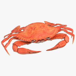 crab animal crustacean 3D