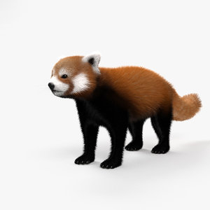 red panda 3D model