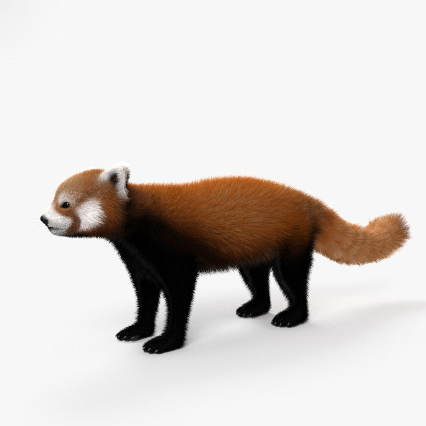 Red panda 3D model - TurboSquid 1366761