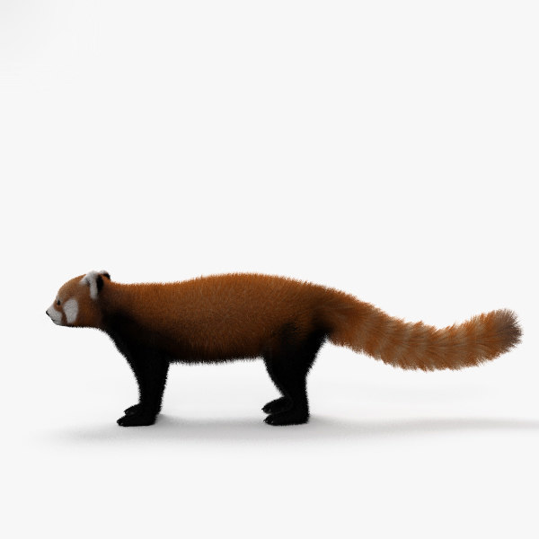 Red panda 3D model - TurboSquid 1366761