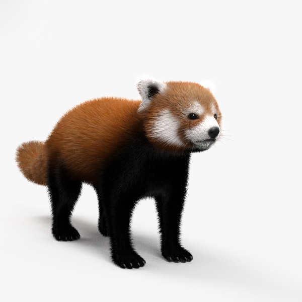 红熊猫高清3d模型