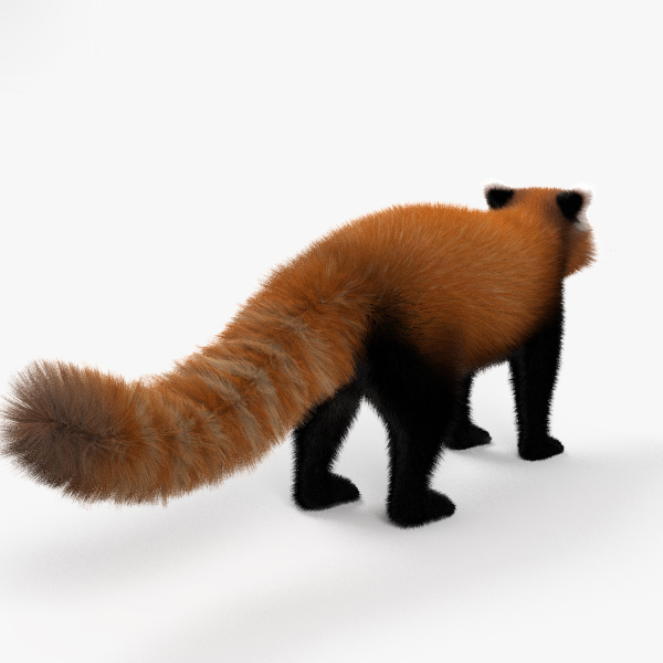 Red panda 3D model - TurboSquid 1366761