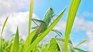 grasshopper animation rigged 3D model