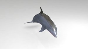 dolphin animal mammal 3D model