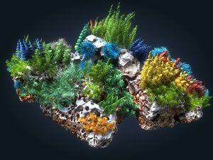coral reef ecosystem plants 3D