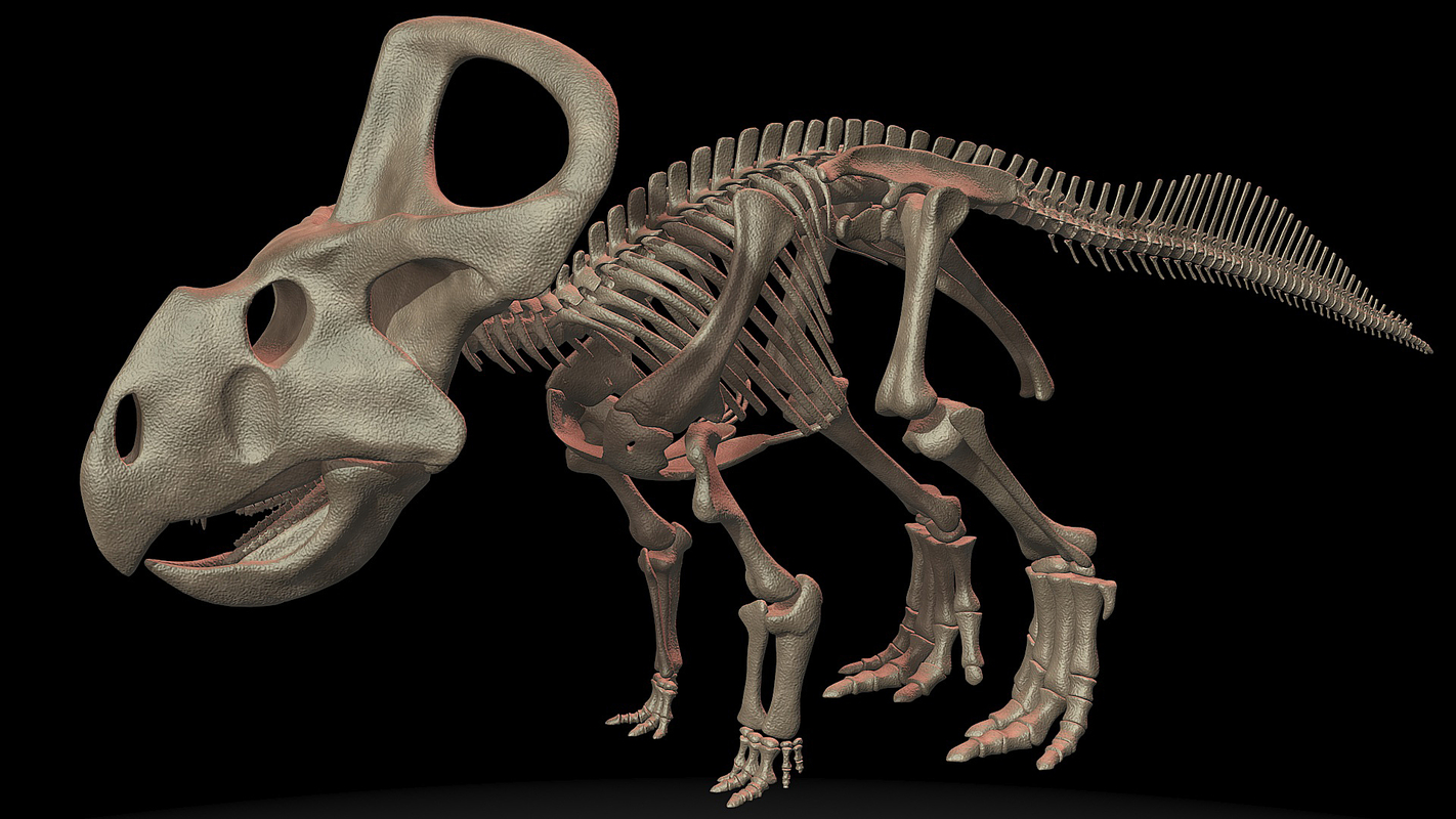 Dinosaur Skeleton 3D Models for Download TurboSquid