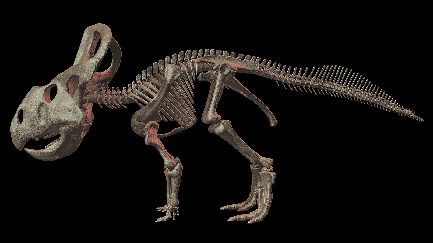 protoceratops fossil