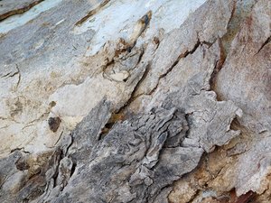 wood texture