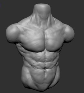 3D human torso model