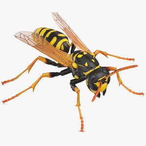 paper wasp standing model