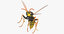 3D paper wasp stinging model