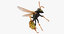 3D paper wasp stinging model