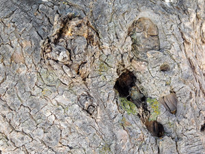 tree trunk texture