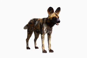 3D model baby african wild dog