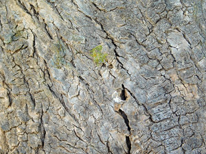 tree trunk texture