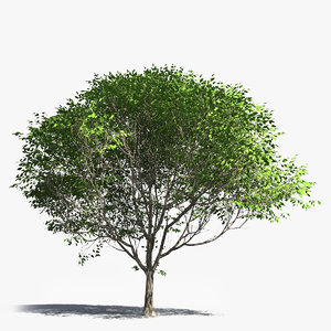 realistic generic deciduous tree model