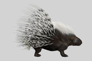 3D shave porcupine