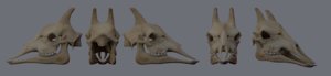 3D giraffe skull