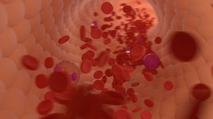 3D bloodstream blood cells model