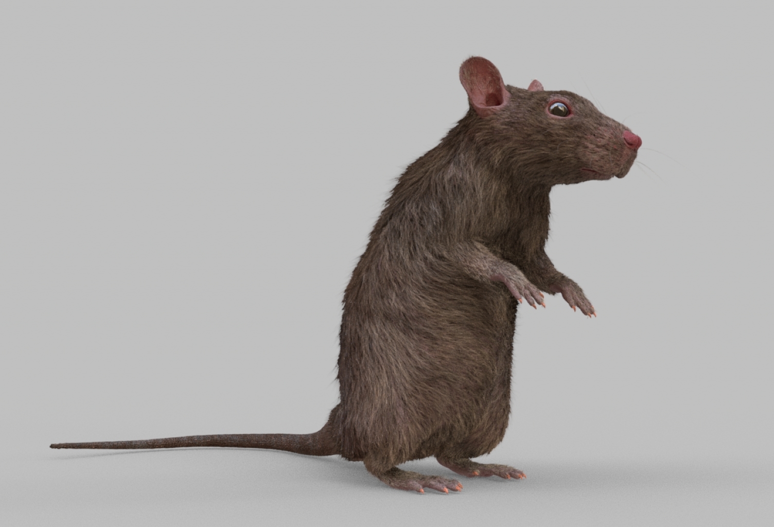 Rat rig 3D - TurboSquid 1368176