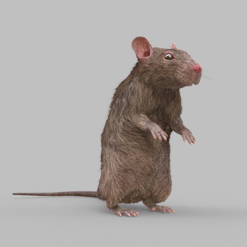 Rat rig 3D model TurboSquid 1368181