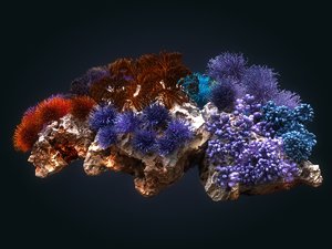 coral reef ecosystem 3D model